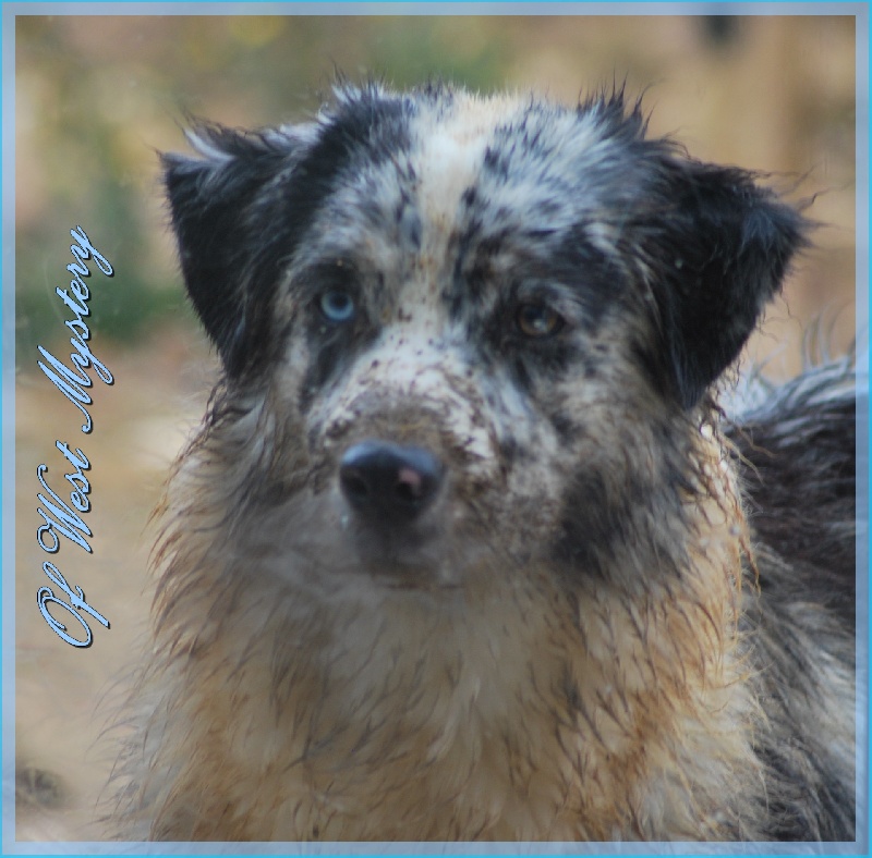 Hall of prophecies Of West Mystery