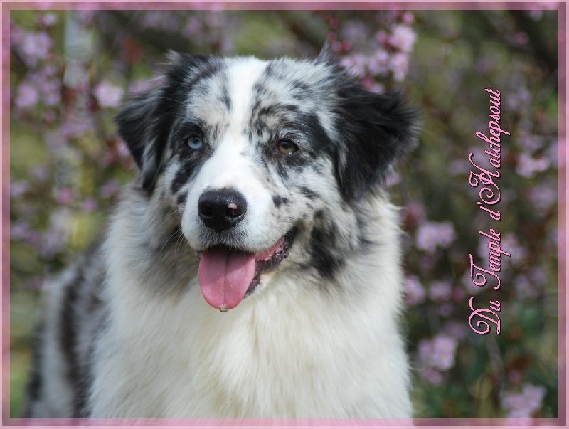 Hall of prophecies Of West Mystery