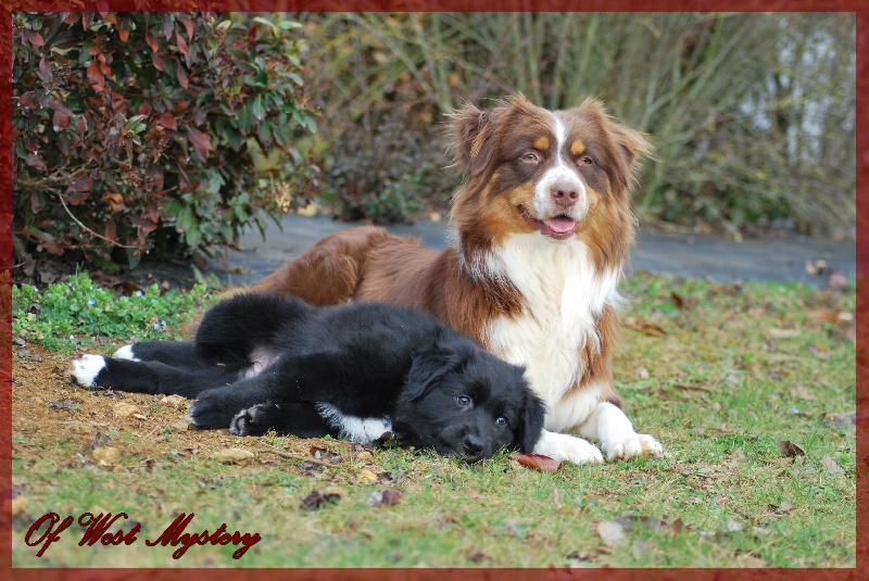 Hogwarts castle dite hestia Of West Mystery