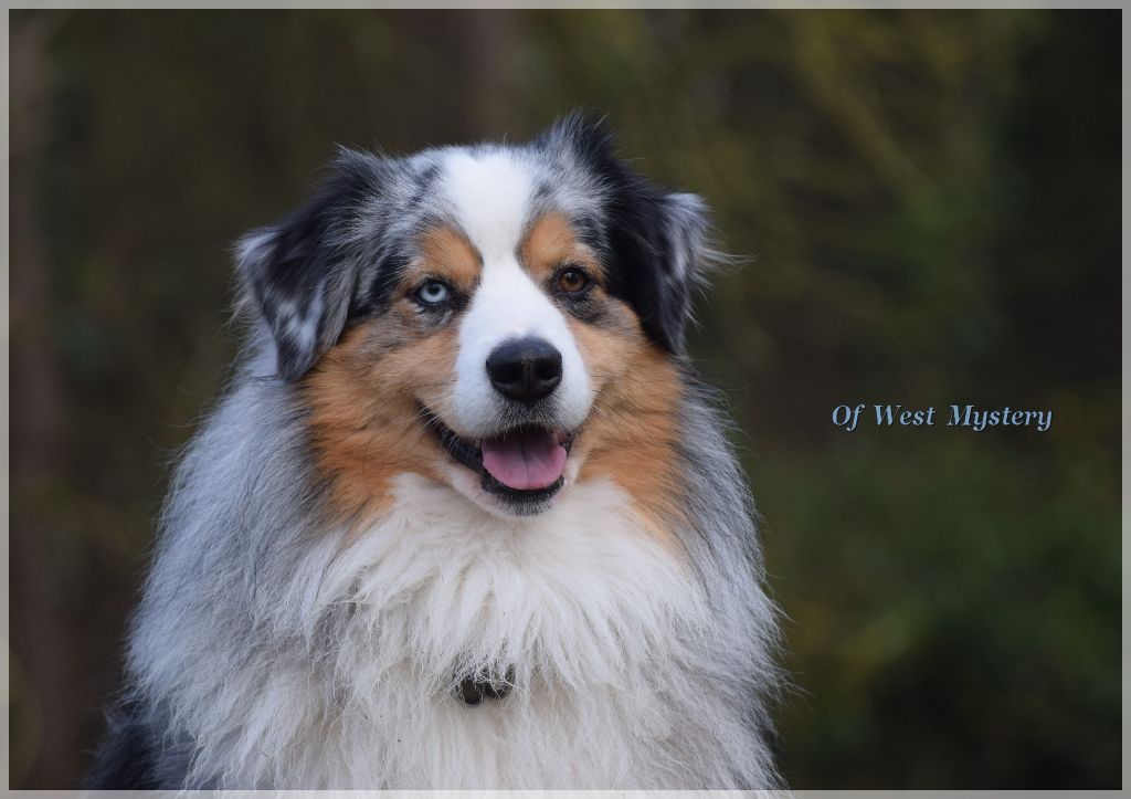 Publication : Of West Mystery Auteur : Of West Mystery