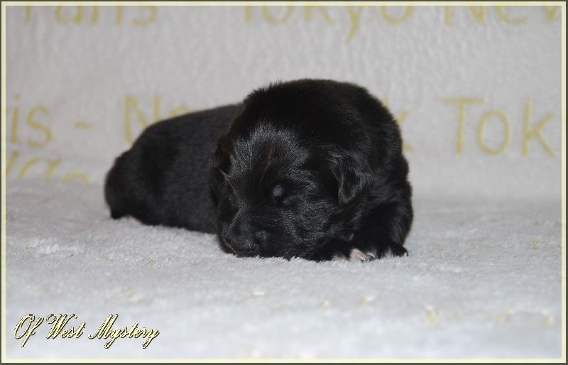 Hogwarts castle dite hestia Of West Mystery