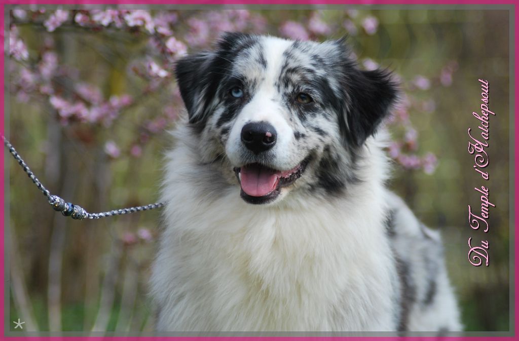 Publication : Of West Mystery Auteur : Du Temple d'Hatchepsout