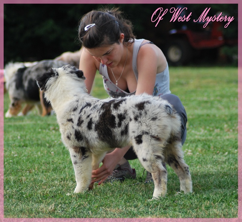 Hall of prophecies Of West Mystery