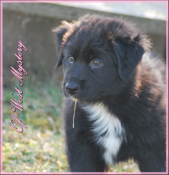 Hogwarts castle dite hestia Of West Mystery