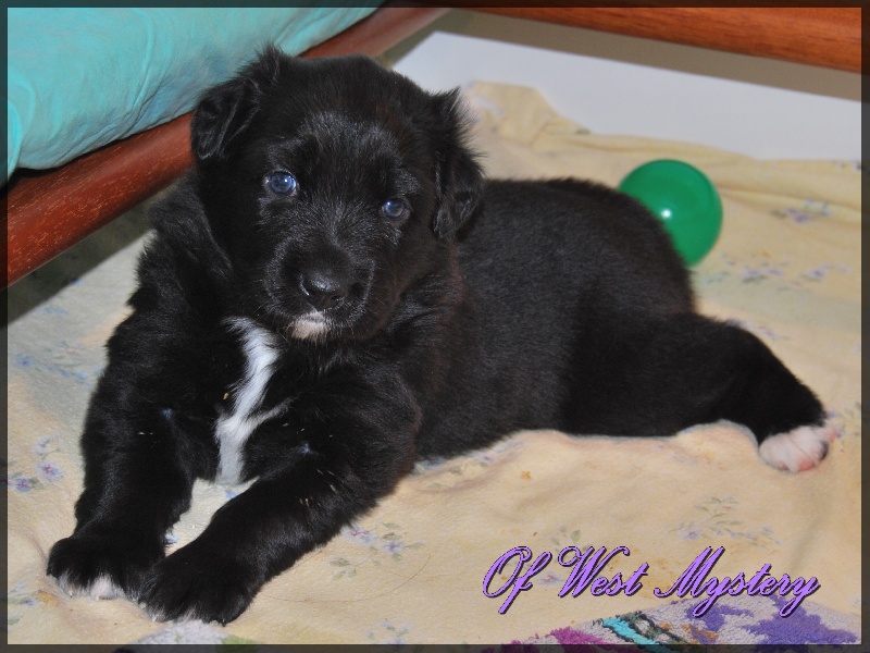 Hogwarts castle dite hestia Of West Mystery