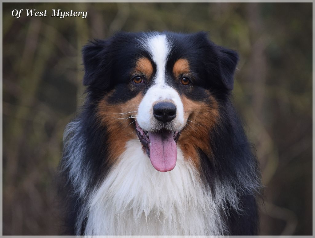 Publication : Of West Mystery Auteur : Of West Mystery