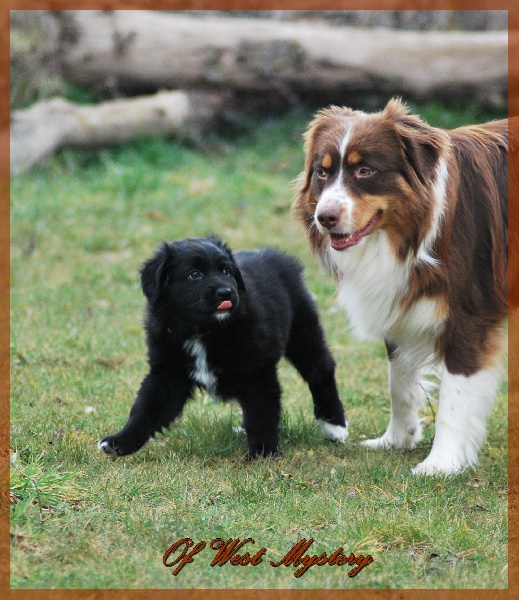 Hogwarts castle dite hestia Of West Mystery