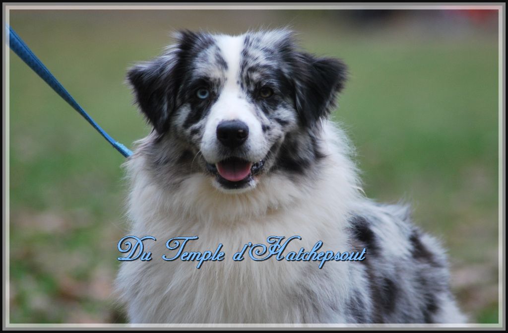 Publication : Of West Mystery Auteur : Du Temple d'Hatchepsout