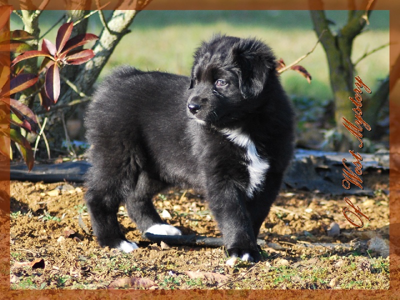 Hogwarts castle dite hestia Of West Mystery