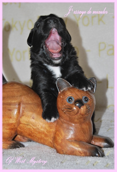 Hogwarts castle dite hestia Of West Mystery