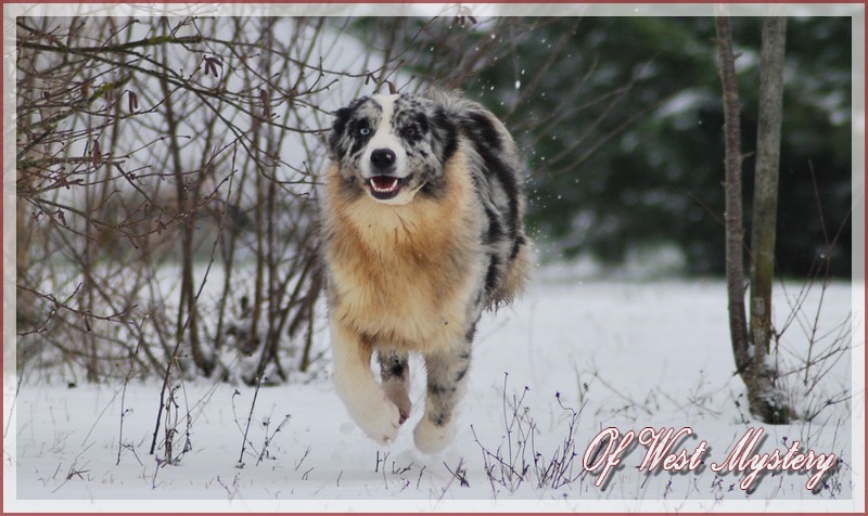 Hall of prophecies Of West Mystery