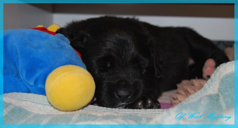 Hogwarts castle dite hestia Of West Mystery