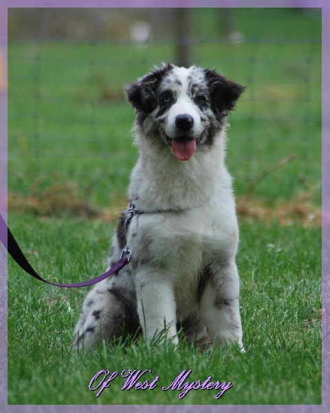 Hall of prophecies Of West Mystery