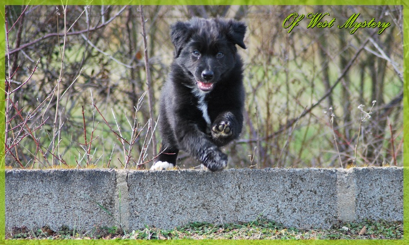 Hogwarts castle dite hestia Of West Mystery