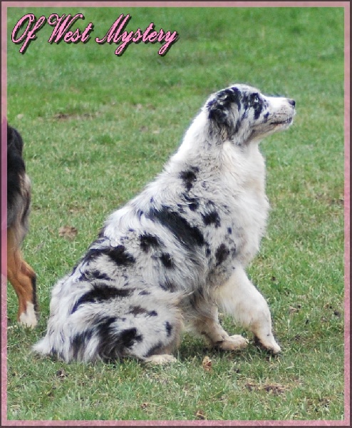 Hall of prophecies Of West Mystery