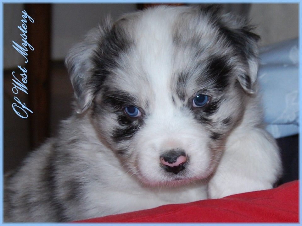 Publication : Of West Mystery Auteur : Du Temple d'Hatchepsout