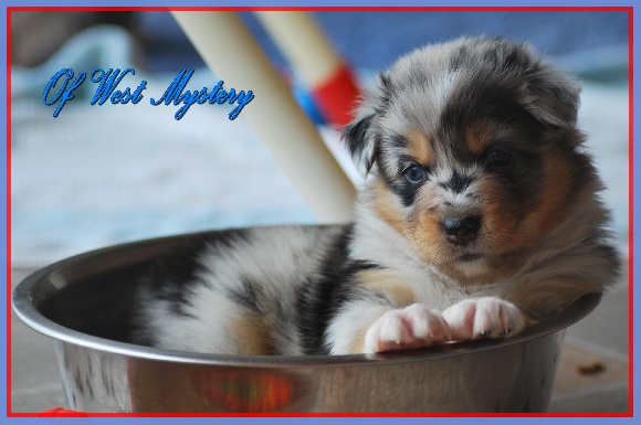 Accueil Elevage Of West Mystery Eleveur Familial De