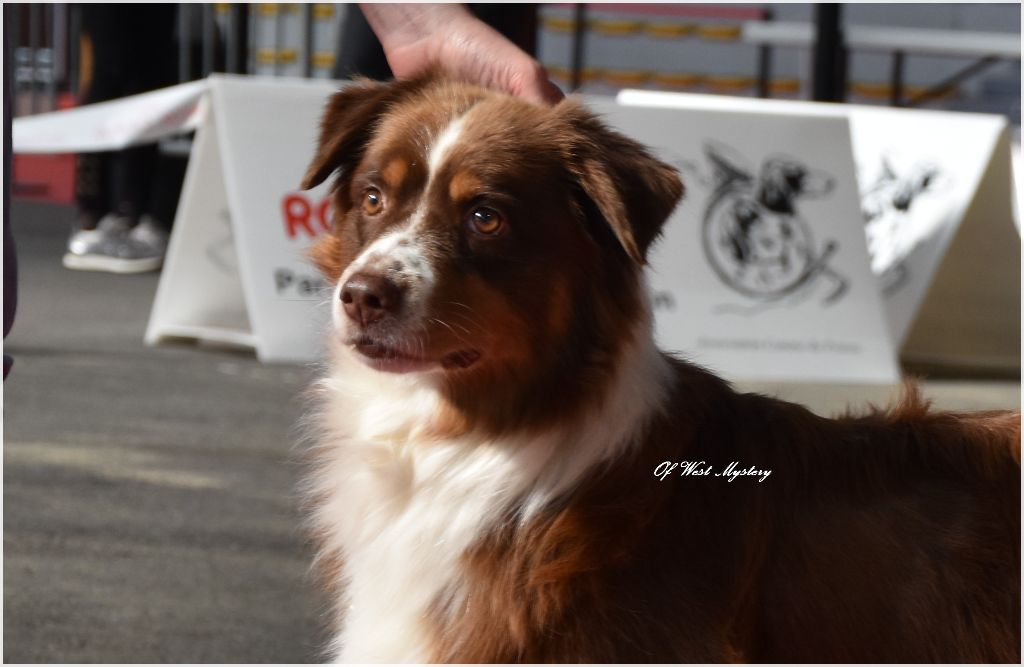 Earth song red crow de l'Attrapeur de rêves - 1er excellent