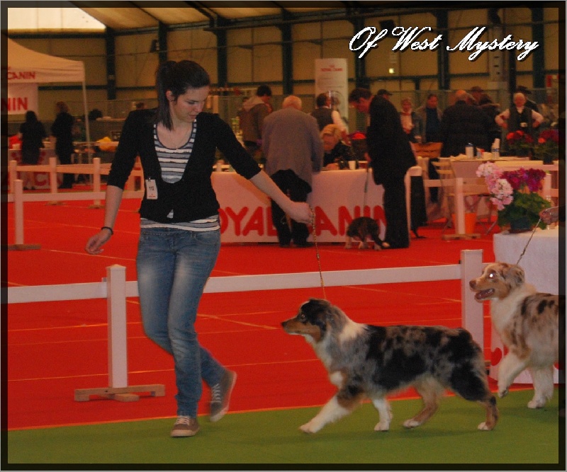 Ghost of circus de l'Orée des charmois - 1er excellent (classe intermédiaire)