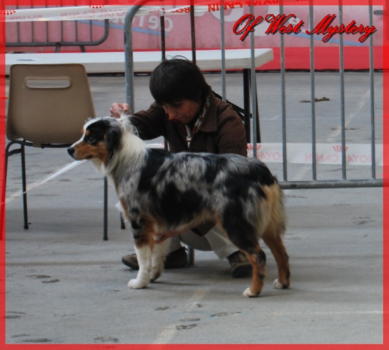 Ghost of circus de l'Orée des charmois - Très Prometteur (2ème classement non officiel)