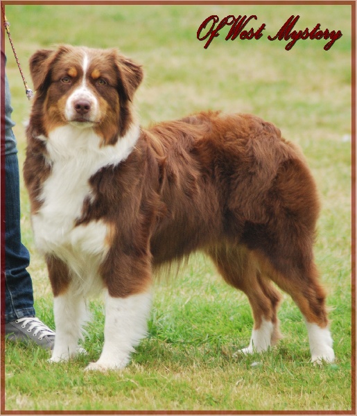 Earth song red crow de l'Attrapeur de rêves - Excellent (non classé)