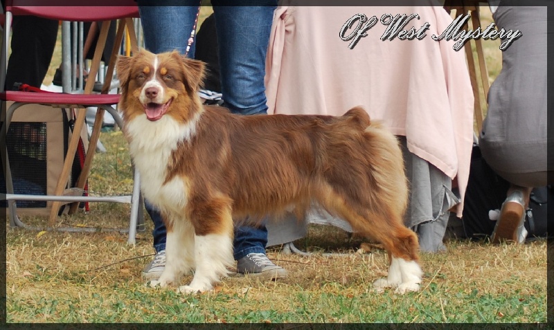Earth song red crow de l'Attrapeur de rêves - EXCELLENT