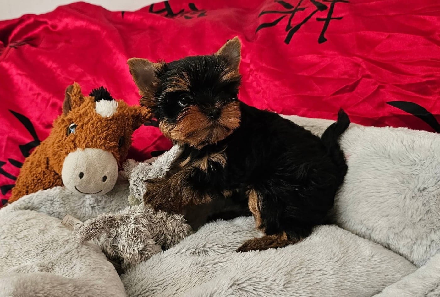 Yorkshire Terrier - Allegrotoy's