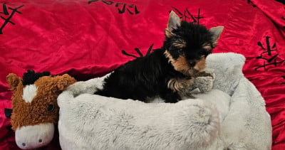 Les chiots de Yorkshire Terrier