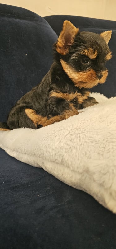 Yorkshire Terrier - Allegrotoy's