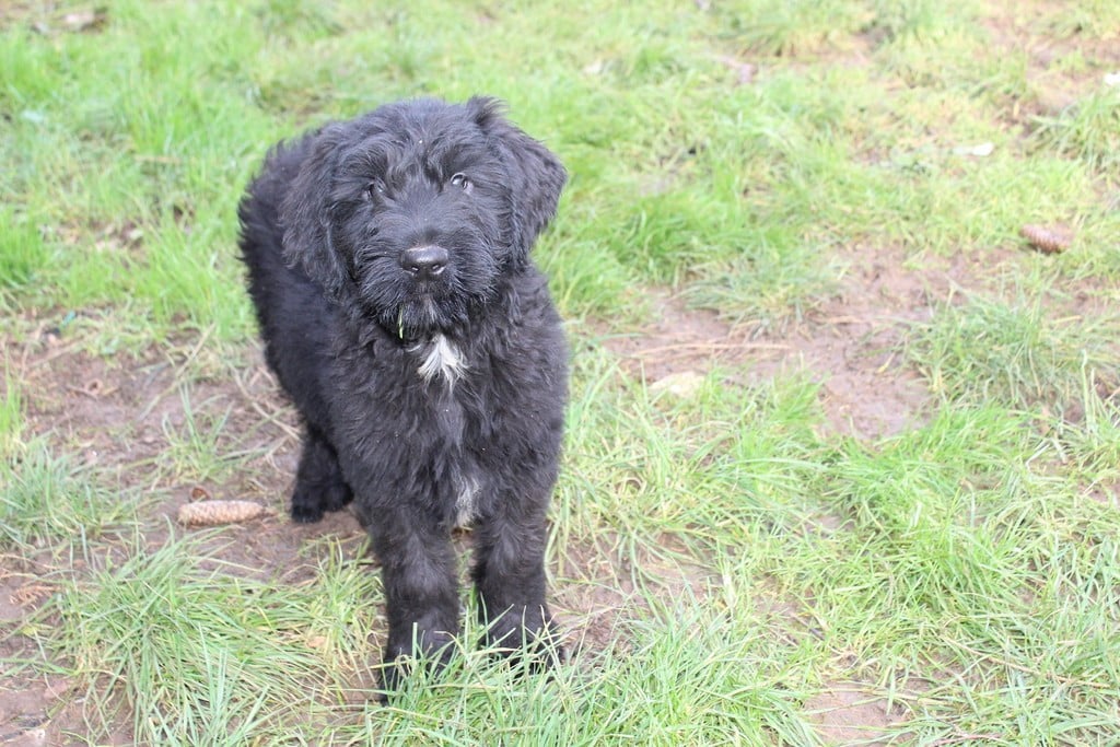 CHIOT 5 - Berger de Brie