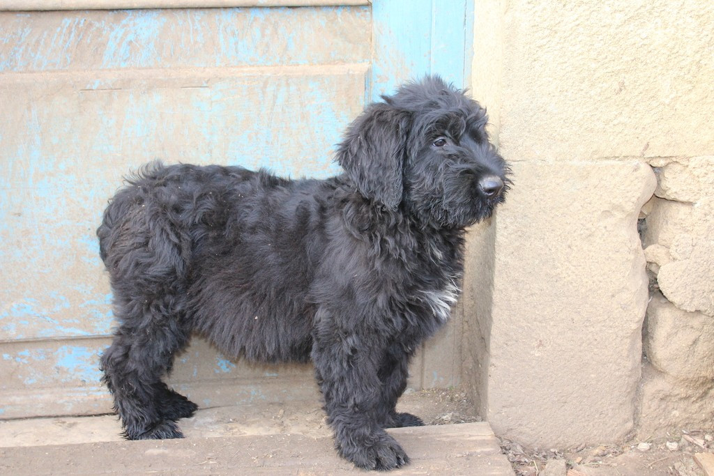 CHIOT 6 - Berger de Brie