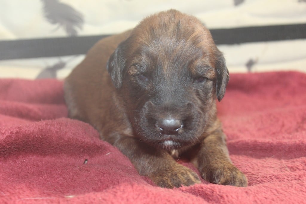 Chiot N°2 - Berger de Brie