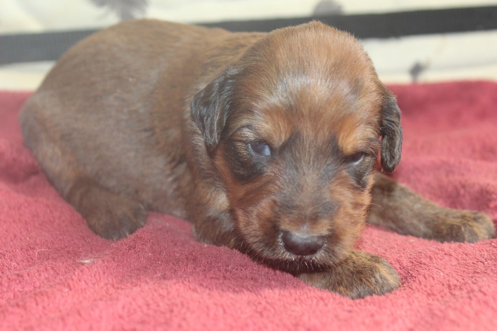 Chiot N°3 - Berger de Brie