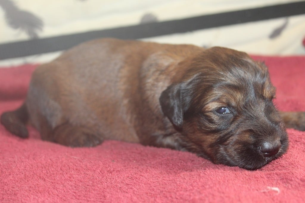 Chiot N°6 - Berger de Brie