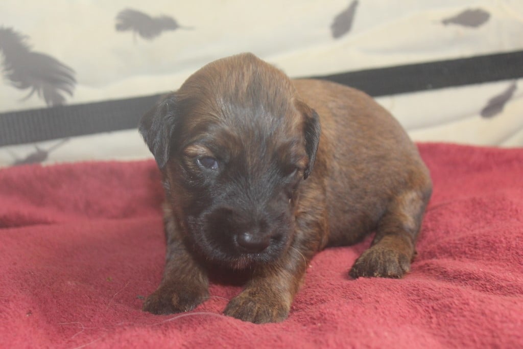 Chiot N°8 - Berger de Brie