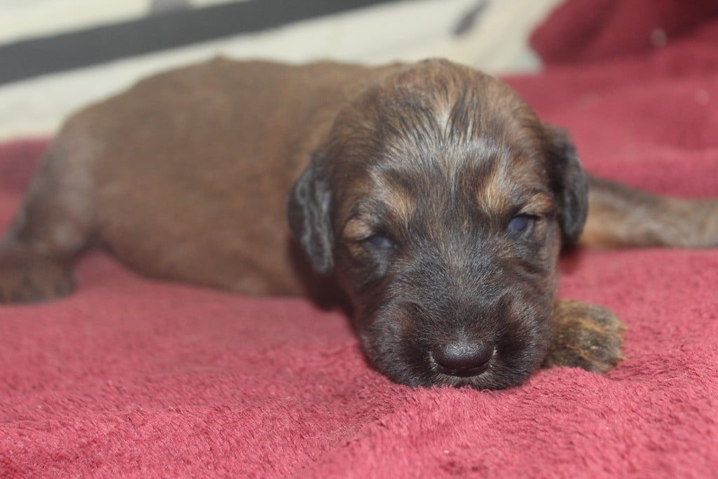 Chiot N°9 - Berger de Brie