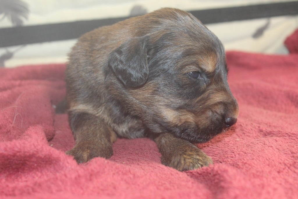 Chiot N°10 - Berger de Brie