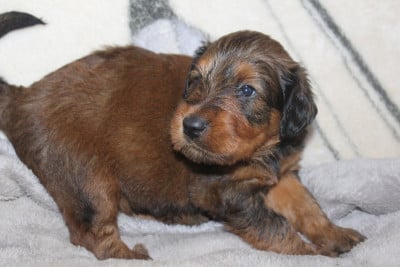 Les chiots de Berger de Brie