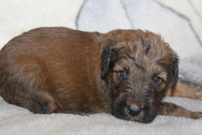 Les chiots de Berger de Brie