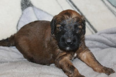 Les chiots de Berger de Brie