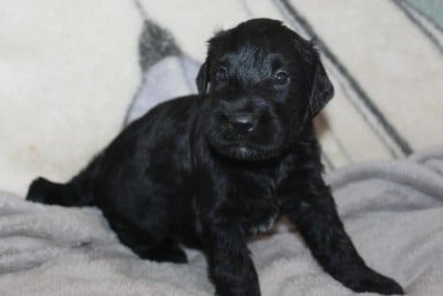 Les chiots de Berger de Brie