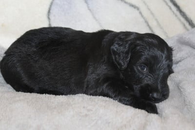 Les chiots de Berger de Brie