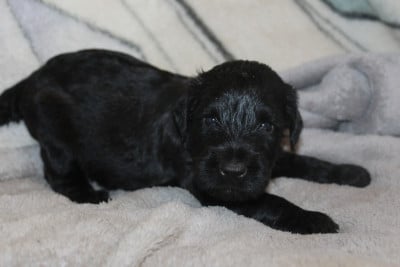 Les chiots de Berger de Brie