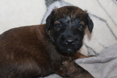 Les chiots de Berger de Brie