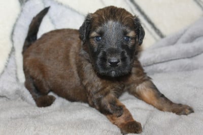 Les chiots de Berger de Brie