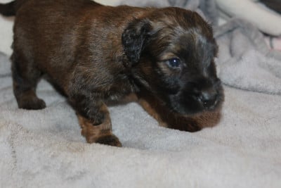 Les chiots de Berger de Brie