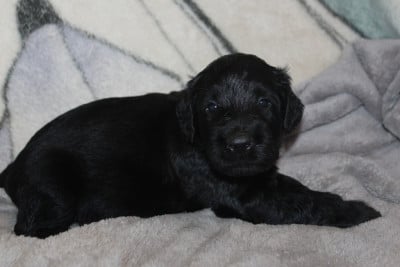 Les chiots de Berger de Brie