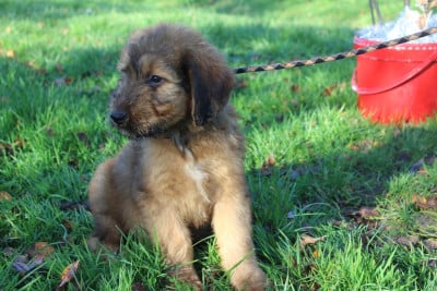 Les chiots de Berger de Brie
