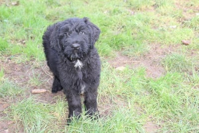 Les chiots de Berger de Brie