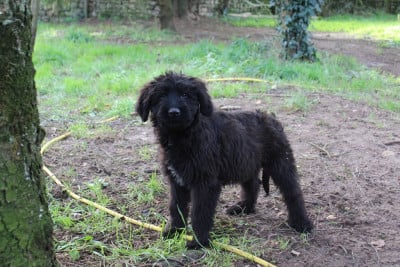 Les chiots de Berger de Brie